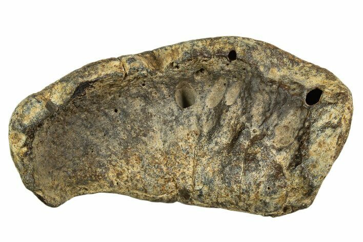 Huge Fossil Whale Ear Bone - South Carolina #340185